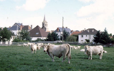 Charolais-Herde